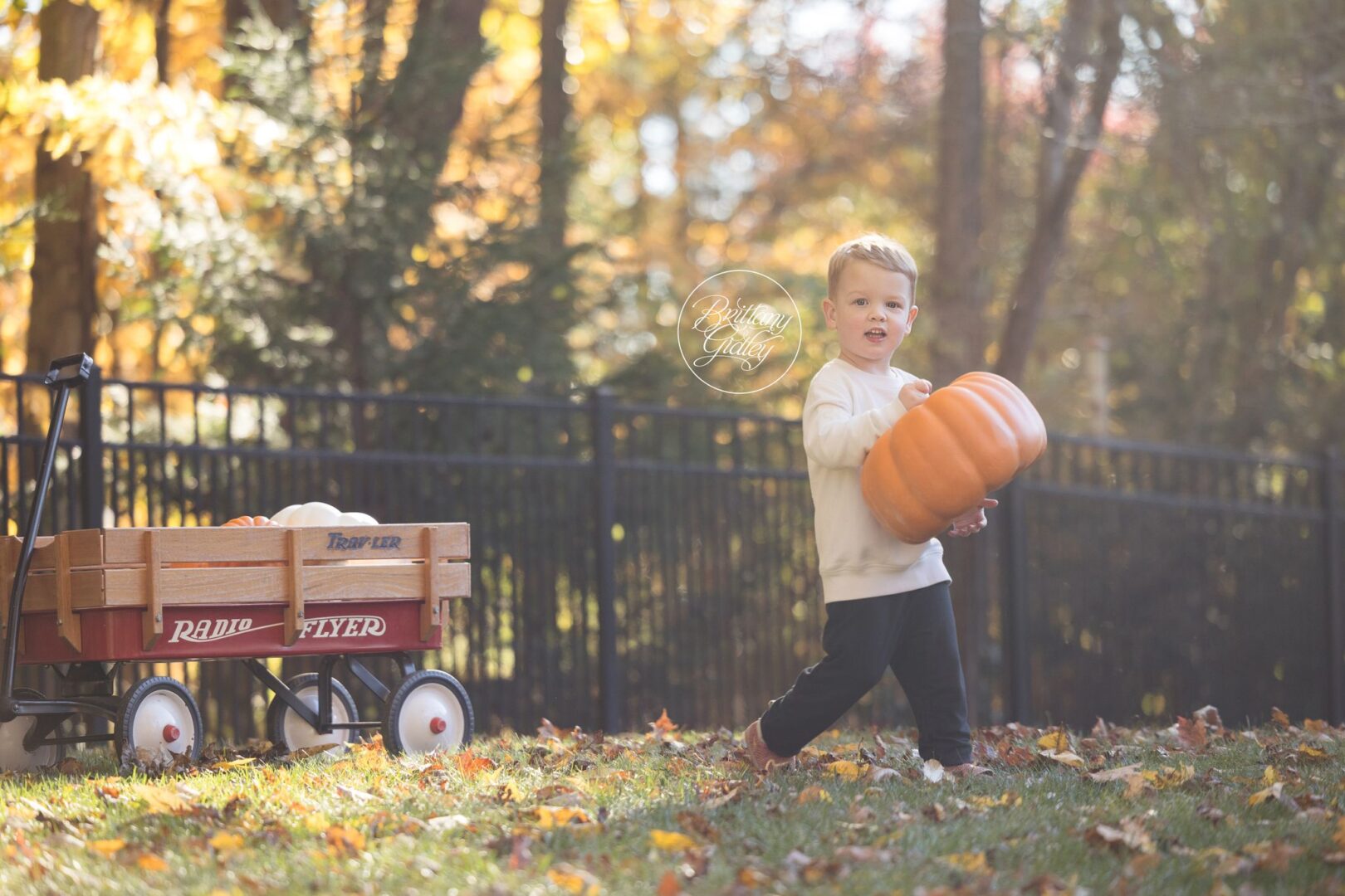 Miles carrying a big orange pumpkin across the yard
