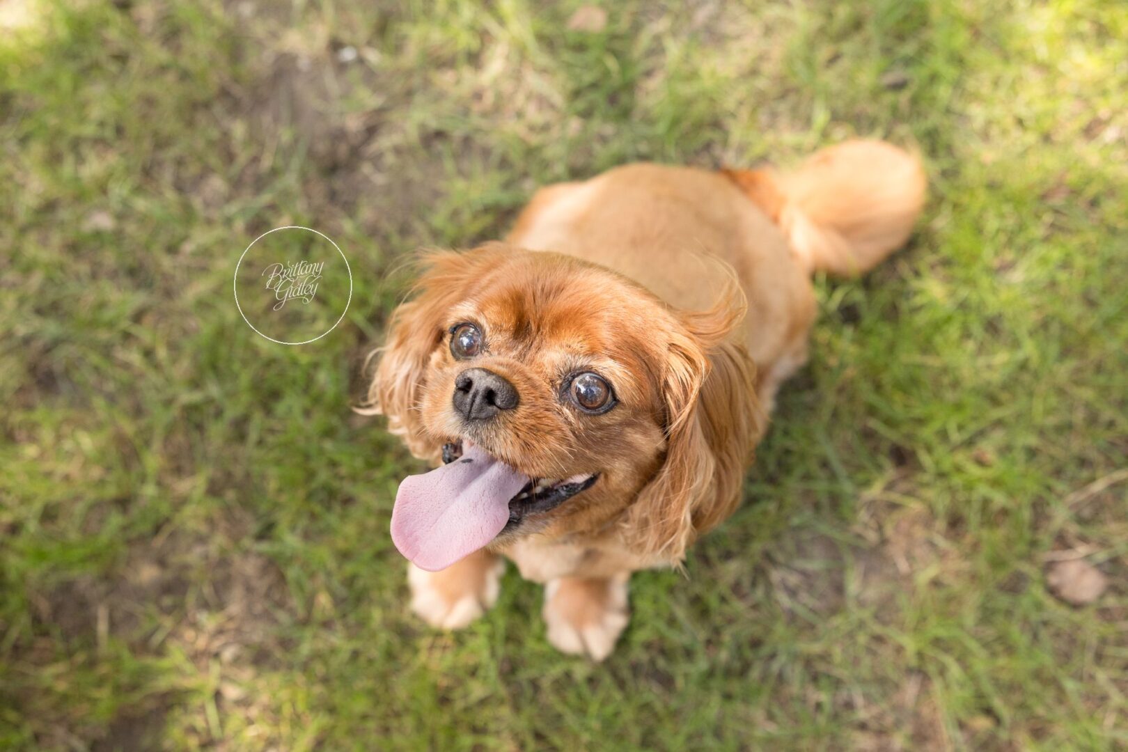 Ruby Cavalier King Charles spaniel looking up from the grass in Gates Mills, Ohio