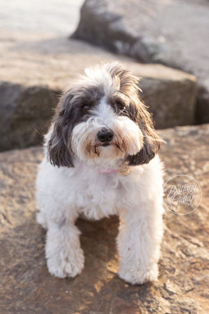 Lulu the family dog posing on the rocks at Edgewater Beach